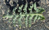 Glaucium flavum - Lower surface of leaf - Click to enlarge!