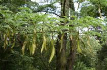 Gleditsia triacanthos - Branch with pods - Click to enlarge!