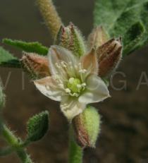 Glinus lotoides - Flower - Click to enlarge!