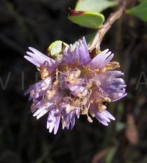 Globularia alypum - Flower - Click to enlarge!