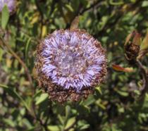 Globularia alypum - Flower head - Click to enlarge!