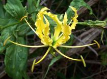 Gloriosa superba - Flower - Click to enlarge!