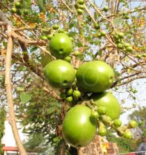 Gmelina arborea - Fruits - Click to enlarge!