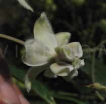 Gomphocarpus fruticosus - Flower - Click to enlarge!