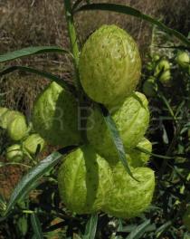 Gomphocarpus fruticosus - Fruits - Click to enlarge!