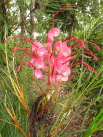 Grevillea johnsonii - Inflorescence - Click to enlarge!