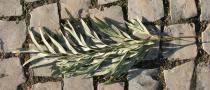 Grevillea robusta - Upper surface of leaf - Click to enlarge!