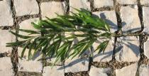 Grevillea robusta - Lower surface of leaf - Click to enlarge!