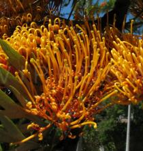 Grevillea robusta - Flowers - Click to enlarge!