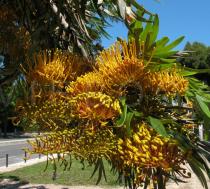 Grevillea robusta - Inflorescence - Click to enlarge!