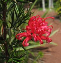 Grevillea rosmarinifolia - Inflorescence - Click to enlarge!