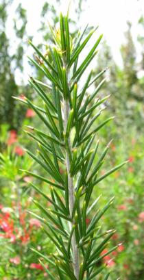 Grevillea rosmarinifolia - Branch - Click to enlarge!