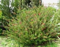 Grevillea rosmarinifolia - Habit - Click to enlarge!