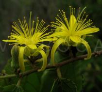 Grewia carpinifolia - Flowers - Click to enlarge!
