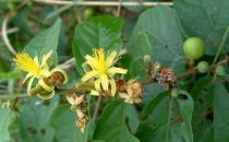 Grewia carpinifolia - Flowers and unripe fruits - Click to enlarge!