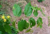 Grewia carpinifolia - Leaf insertion - Click to enlarge!