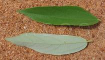 Grewia damine - Upper and lower surface of leaf - Click to enlarge!
