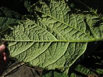 Gunnera manicata - Section of lower leaf surface - Click to enlarge!