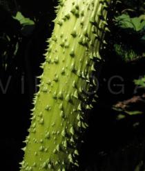 Gunnera manicata - Leaf stem - Click to enlarge!