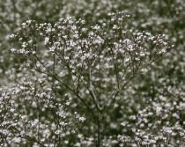 Gypsophila paniculata - Inflorescence - Click to enlarge!
