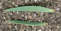 Gypsophila repens - Upper and lower surface of leaf - Click to enlarge!