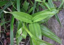 Habenaria hamata - Basal leaves - Click to enlarge!