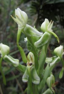 Habenaria hamata - Flowers - Click to enlarge!