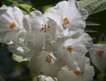 Halesia carolina - Flowers - Click to enlarge!