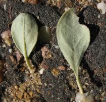 Halimium halimifolium - Upper and lower side of leaf - Click to enlarge!