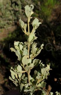 Halimium halimifolium - Branch close-up - Click to enlarge!
