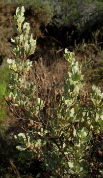 Halimium halimifolium - Branch - Click to enlarge!