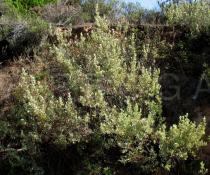 Halimium halimifolium - Habit - Click to enlarge!