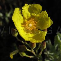 Halimium halimifolium - Flower - Click to enlarge!