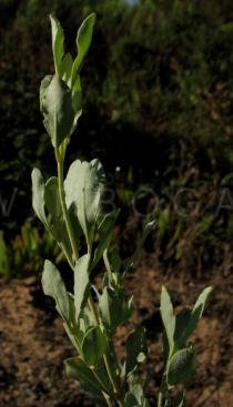 Halimium halimifolium - Foliage - Click to enlarge!