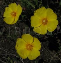 Halimium lasianthum - Flowers - Click to enlarge!