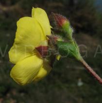 Halimium lasianthum - Flower side view - Click to enlarge!
