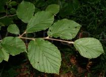Hamamelis virginiana - Leaf - Click to enlarge!
