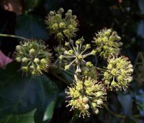 Hedera helix - Inflorescence - Click to enlarge!