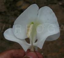 Hedychium coronarium - Flower - Click to enlarge!