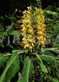 Hedychium gardneranum - Inflorescence - Click to enlarge!