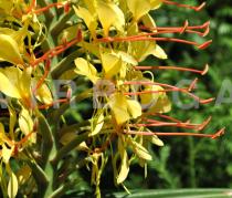 Hedychium gardneranum - Flowers, close-up - Click to enlarge!