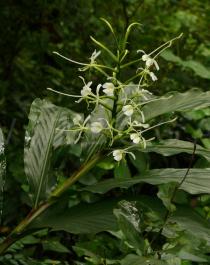 Hedychium simaoense - Inflorescence - Click to enlarge!