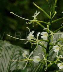 Hedychium simaoense - Flowers - Click to enlarge!