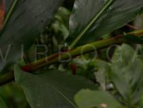 Hedychium simaoense - Leaf insertion - Click to enlarge!