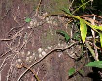 Hedychium villosum - Rhizome - Click to enlarge!