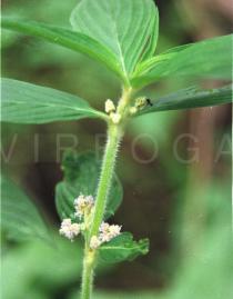Hedyotis costata - Inflorescence - Click to enlarge!