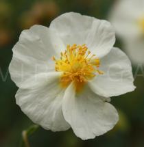 Helianthemum apenninum - Flower - Click to enlarge!