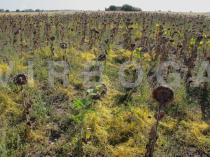 Helianthus annuus - Sunflower field heavily infested with <a href=http://www.virboga.de/Cuscuta_campestris.htm><i>Cuscuta campestris</i> Yunck.</a>) - Click to enlarge!