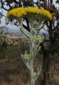 Helichrysum acutatum - Flower head, side view - Click to enlarge!
