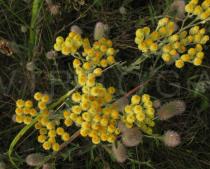 Helichrysum arenarium - Inflorescence - Click to enlarge!